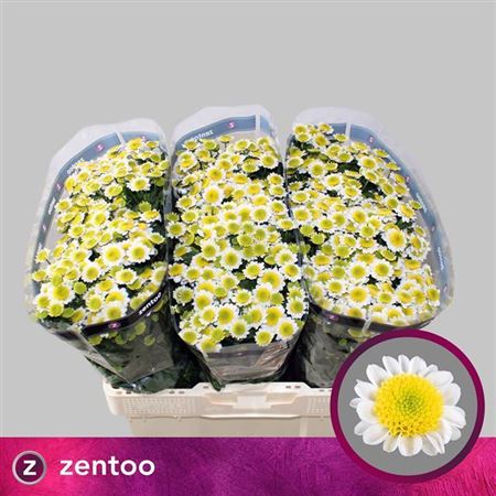 Chrysanthemum Santini Sun Up