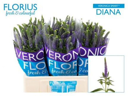 Blue Veronica ‘Smart Diana’ – 60cm Stems