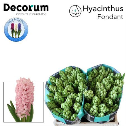 Pink Hyacinth ‘Fondant’ Cut Flowers – 30cm Stems