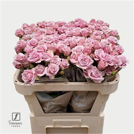 Spray Rose - Rosa - Leila