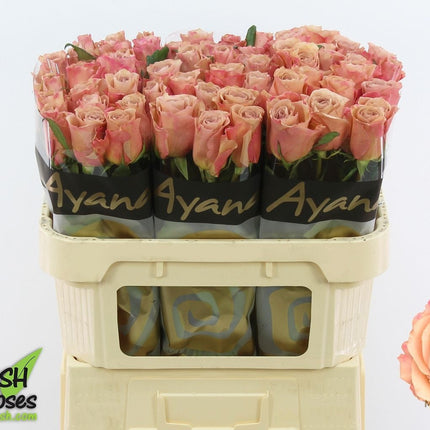 Rose - Rosa - Moccachino