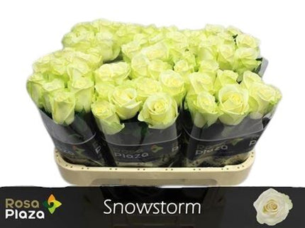 Rose - Snowstorm+