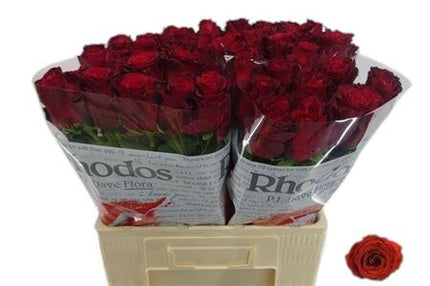 Rose - Rosa - Rhodos
