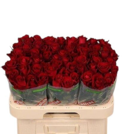 Rose - Rosa - Ever Red