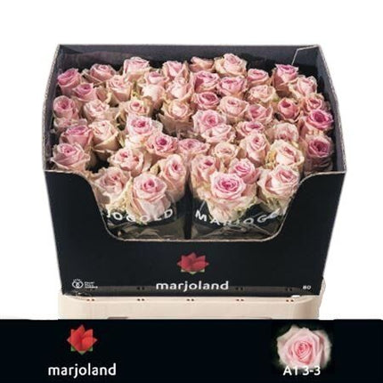Rose - Rosa - Sweet Dolomiti