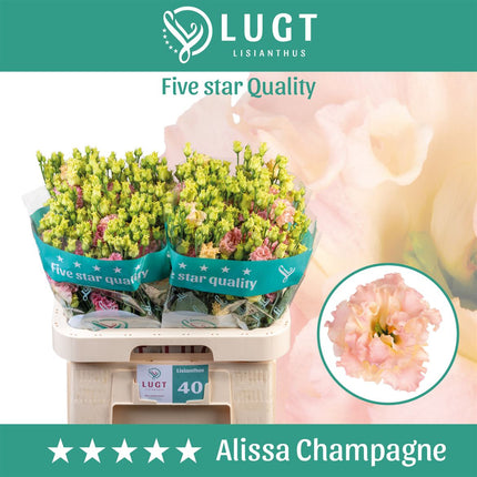 Lisianthus Alissa Champagne