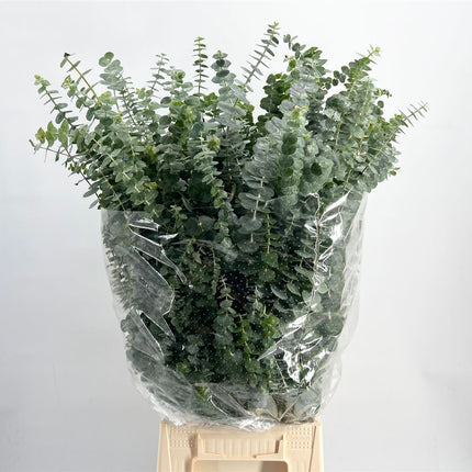 Eucalyptus - Eucalyptus - Baby Blue