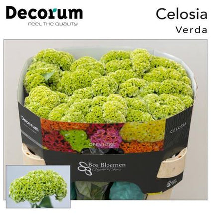 Celosia Act Verda (20 Stems)