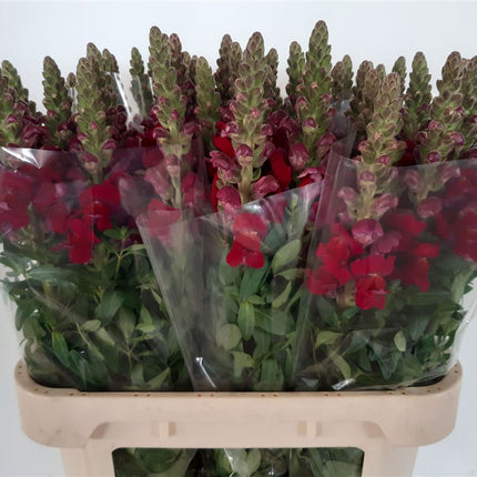 Snapdragon Antibes Red