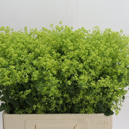 Alchemilla mollis ‘Robustica’ Green Foliage Stems – 55cm