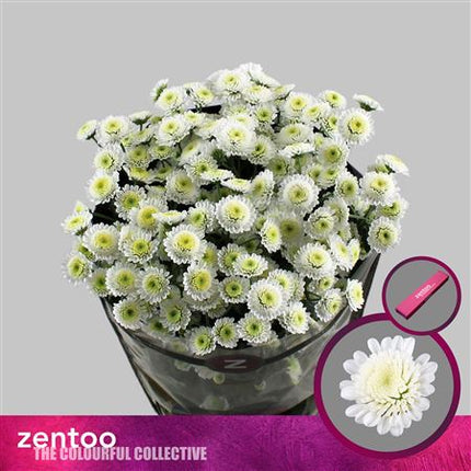 Spray Chrysanthemum - Chrysanthemum - Stallion