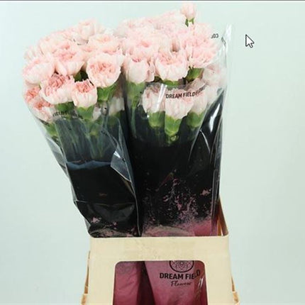 Carnation - Dianthus - Maruchi