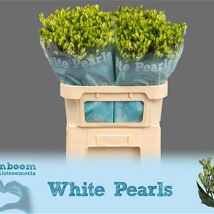 Alstroemeria White Pearls