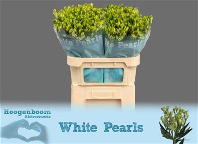 Alstroemeria White Pearls