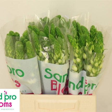 White Ornithogalum ‘Milky Way’ – 40cm Stems