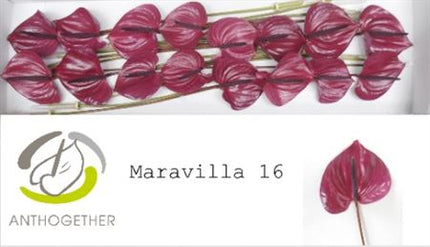 Purple Anthurium Maravilla Cut Flowers – 35cm Stems