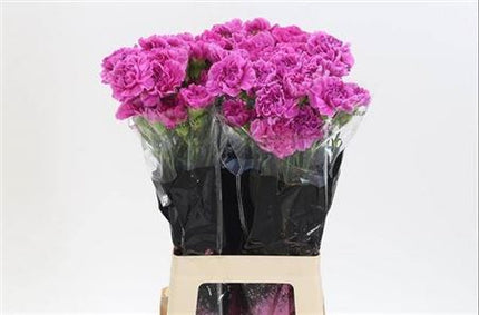 Carnation - Dianthus - Farida