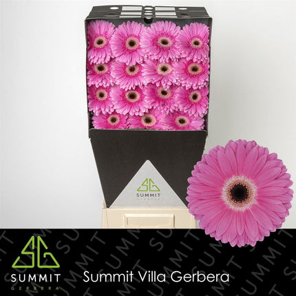 Gerbera - Gerbera - Dreamer