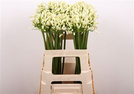 White Agapanthus ‘Gletsjer’ – 70cm Stems