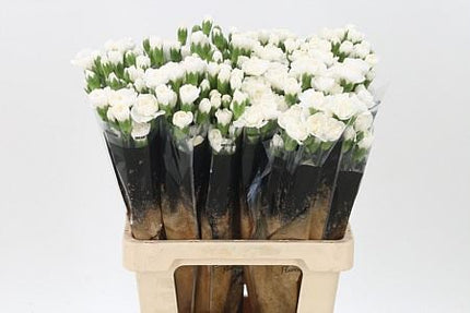 Carnation Spray Ibis
