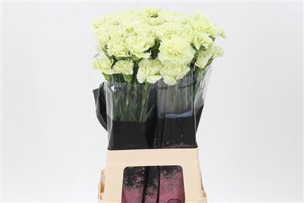 Carnation - Dianthus - Prado Mint