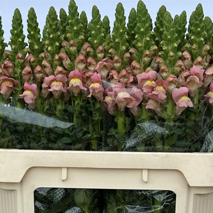 Snapdragon Antibes Pink