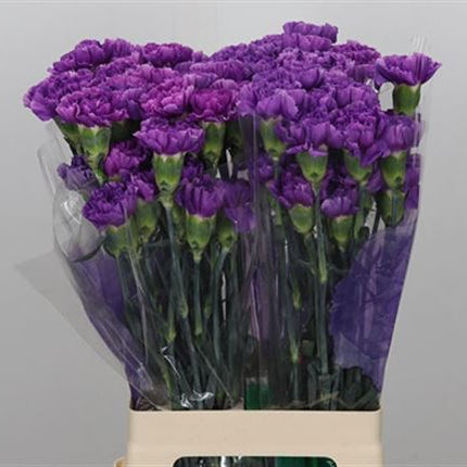 Standard Carnation - Dianthus - Florigene Moonlite