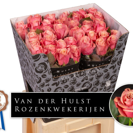 Rose - Rosa - Adele