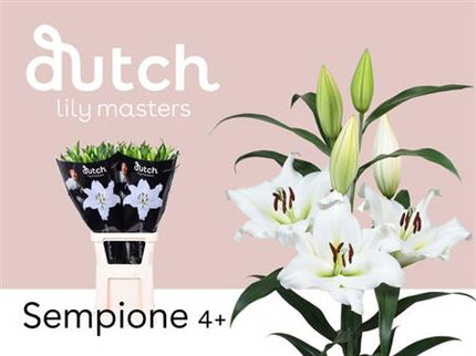 Lily Sempione (OR) (10 Stems)