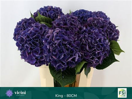 Hydrangea - Royal King