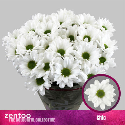 Chrysanthemum Spray Chic