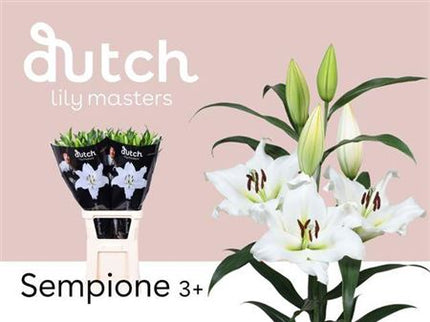 Lily Sempione (OR) (10 Stems)