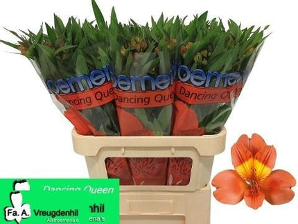 Alstroemeria Dancing Queen