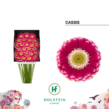 Germini Cassis