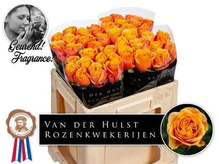 Rose Heliana Orange +
