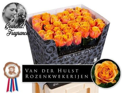 Rose Heliana Orange +