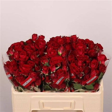 Spray Rose - Rosa - Dominica