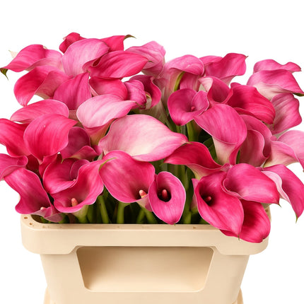 Calla Lily - Zantedeschia - Captain Romance