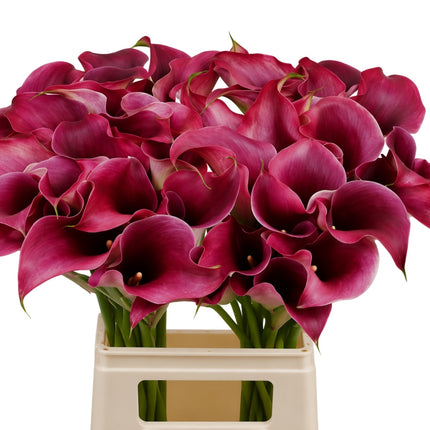 Calla Lily - Zantedeschia - Captain Promise
