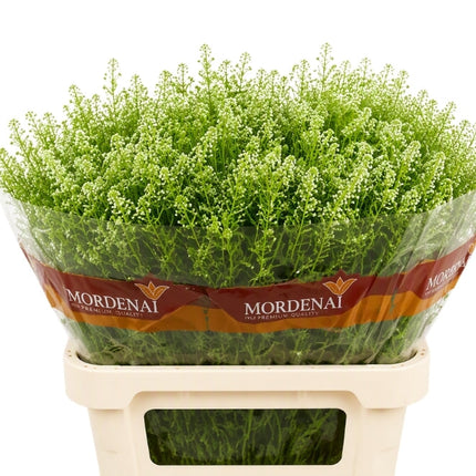 Lepidium Green Bell Thlaspi