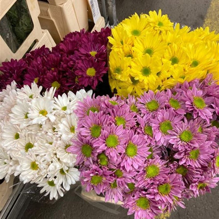 Spray Chrysanthemum - Chrysanthemum (Indicum Grp) - Spray