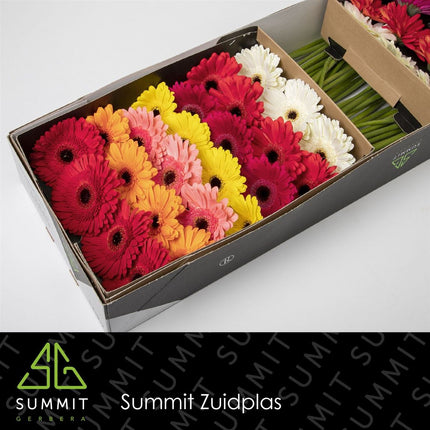 Gerbera - Gerbera - Gemengd op rij
