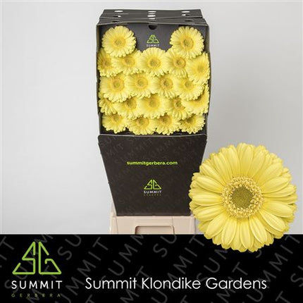 Germini Lemon Ice