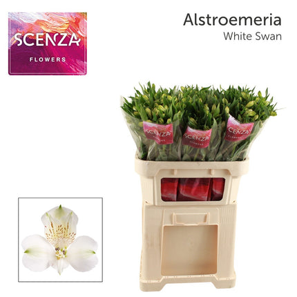 Alstroemeria White Swan