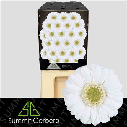 Germini Albino