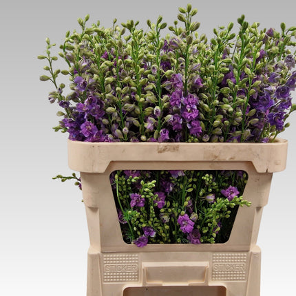 Purple Larkspur and Lilac Stems – 75cm