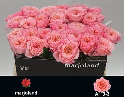Rose - Rosa - Mayfield