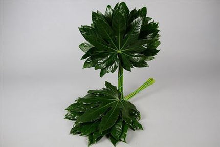 Aralia