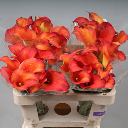 Calla Lily - Zantedeschia - Captain Trinity