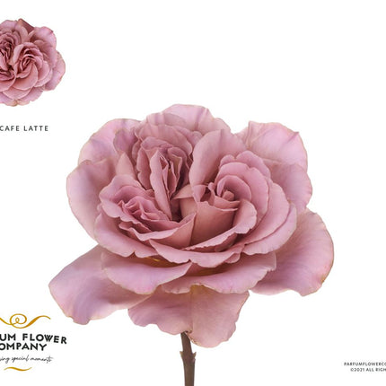 Rose - Rosa - Cafe Latte